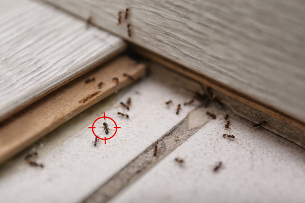 Best Affordable Pest Control Services  in Eudora, AR