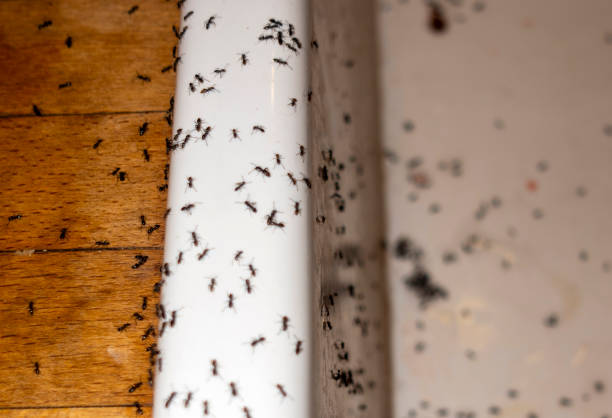 Best Best Pest Control Companies  in Eudora, AR