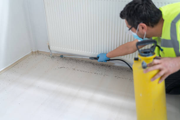 Best Ant Control Services  in Eudora, AR
