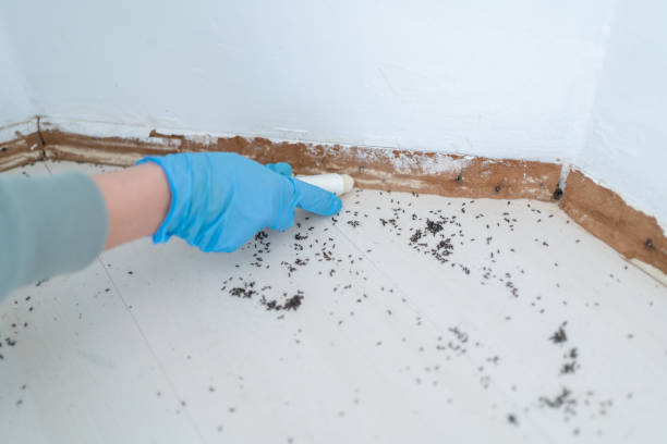 Best Emergency Pest Control  in Eudora, AR